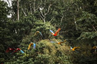 Image may contain Plant Vegetation Animal and Bird