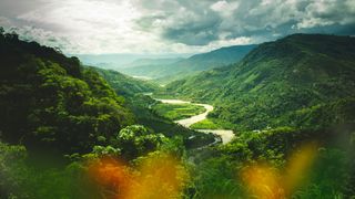 Image may contain Land Nature Outdoors Plant Rainforest Tree Vegetation Green Jungle Landscape and Woodland