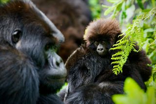 Rwanda gorillas
